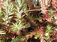 Sedum rupestre, forme glauque (fam Crassulacees) (Europe) (3) (Photo F. Mrugala)